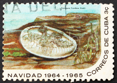 Postage stamp Cuba 1964 Jellyfish, Cassiopea Frondosa