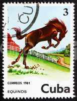 Postage stamp Cuba 1981 Horse, Equus Ferus Caballus