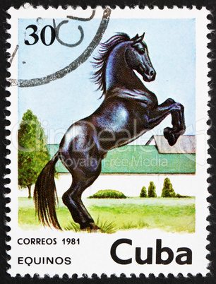 Postage stamp Cuba 1981 Horse, Equus Ferus Caballus