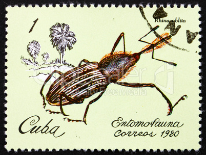 Postage stamp Cuba 1981 Weevil, Rhina Oblita, Insect