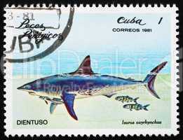 Postage stamp Cuba 1981 Shortfin Mako Shark