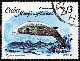Postage stamp Cuba 1980 Cuvier's Beaked Whale