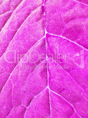 Very unusual background from a leaf