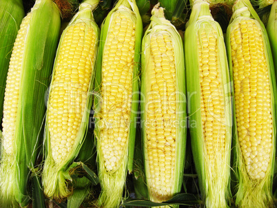 Harvest of a maize