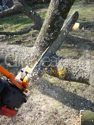The man working with petrol saw