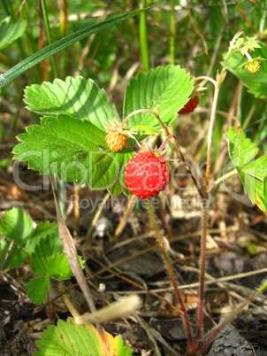 Beautiful wild strawberry found in a wood