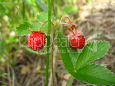 Beautiful wild strawberry found in a wood