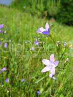 Some beautiful blue flowers