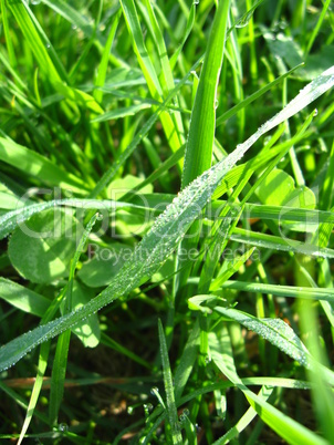 Dewdrop on a blade