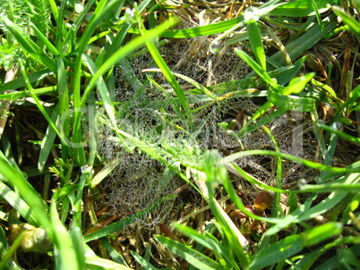 spider's web with dew
