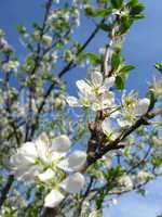 Blossoming tree of plum