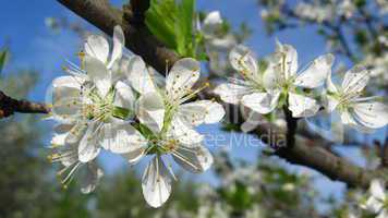 Blossoming tree of plum