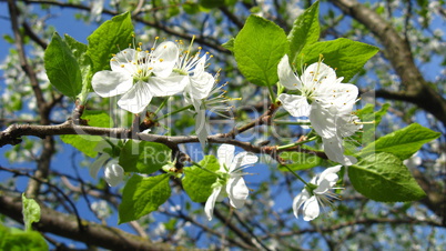 Blossoming tree of plum