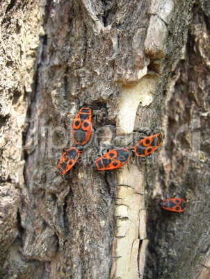 The motley bugs on the bark