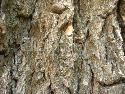 Dark bark of a tree