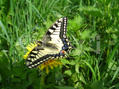 The beautiful butterfly of Papilio machaon