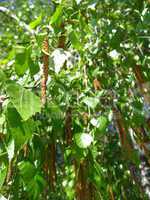 Young sprouts of birch