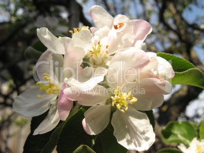 Flower of an apple-tree