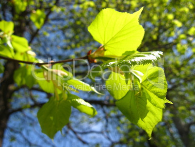 Young leaves of Linden