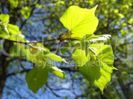 Young leaves of Linden