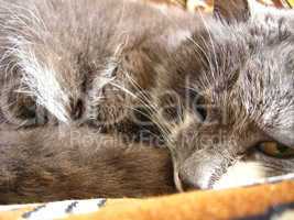 The grey cat sleeps on a sofa