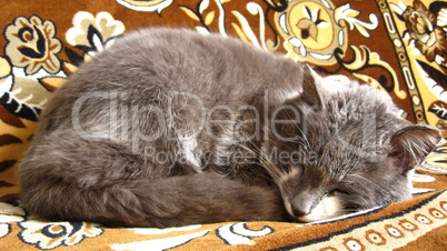 The grey cat sleeps on a sofa