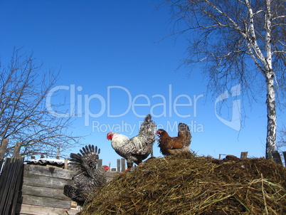 Hens on a court yard