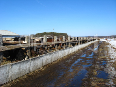 Cattle-breeding farm in the spring