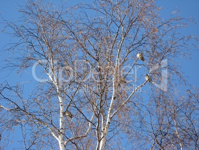 Flight of winter birds Bohemian Waxwing