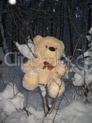 Toy bear in a forest