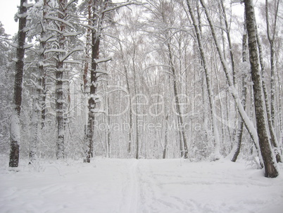 Winter landscape in a forest