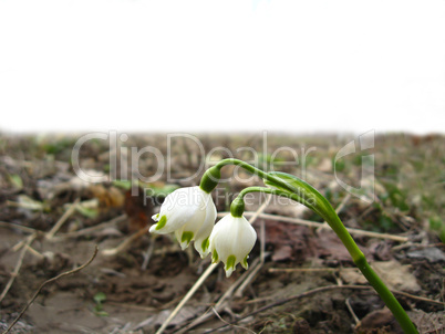 Two white snowdrops