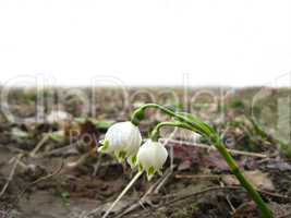 Two white snowdrops