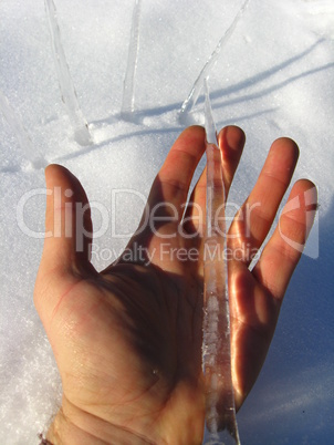 Icicles on a palm