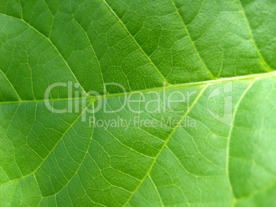 Green background from a leaf