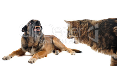 angry malinois and cat