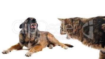 angry malinois and cat