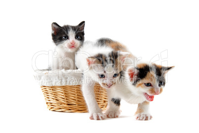 kitten in a basket