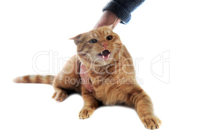 aggressive ginger cat
