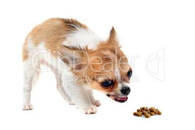 eating puppy chihuahua