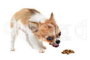 eating puppy chihuahua