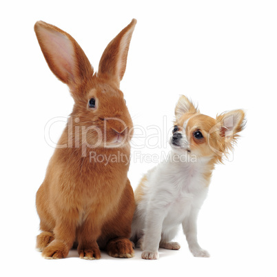 chihuahua and Rabbit