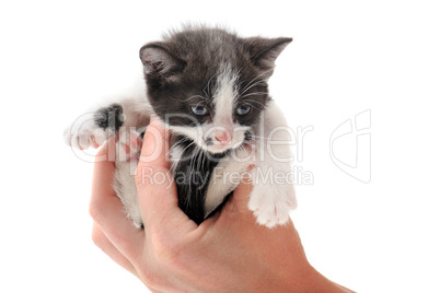 black and white kitten