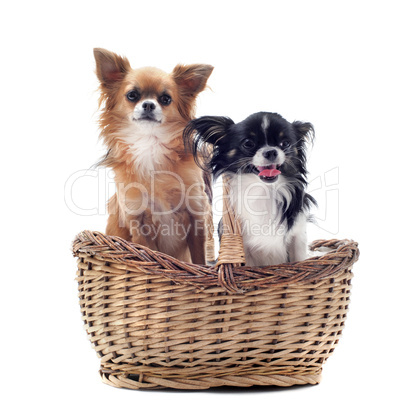 chihuahuas in basket