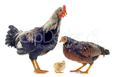 family of chicken