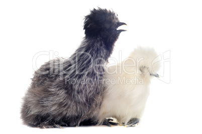 young Silkies