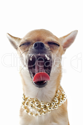 yawning chihuahua with pearl collar