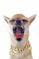 yawning chihuahua with pearl collar