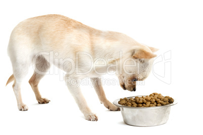 puppy chihuahua and food bowl
