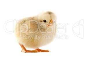 young chick